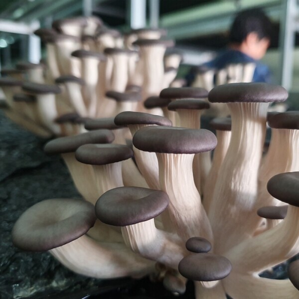 리버마켓@온라인,[의령착한농장] 느타리버섯 1KG