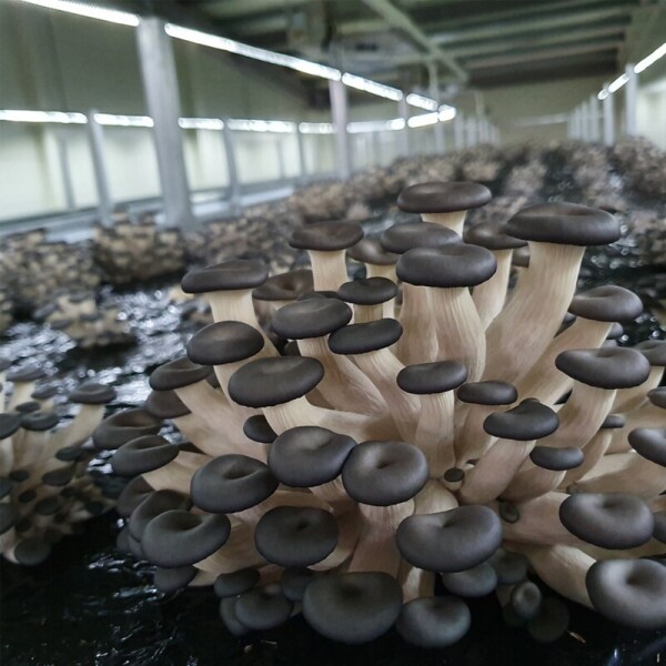 리버마켓@온라인,[의령착한농장] 느타리버섯 1KG